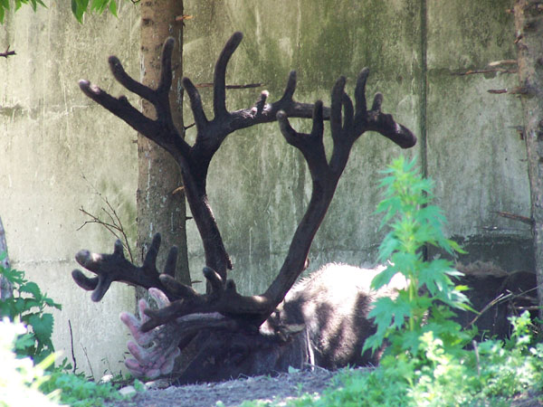 20070609 Toronto Zoo 18