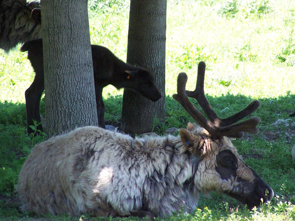 20070609 Toronto Zoo 19