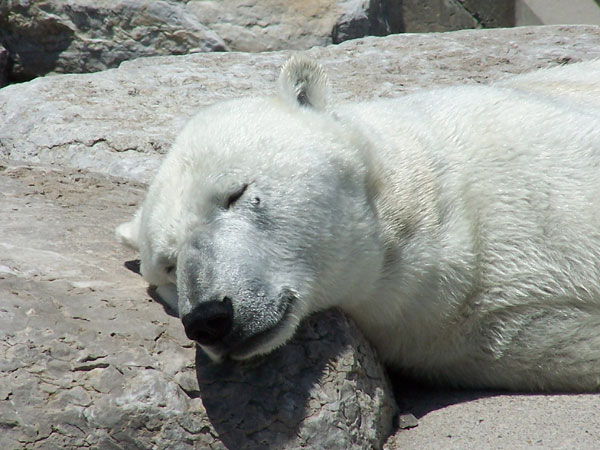 20070609 Toronto Zoo 23