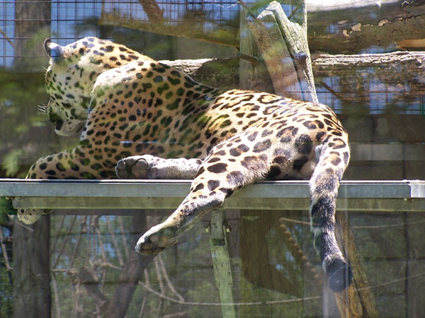 20070609 Toronto Zoo 28