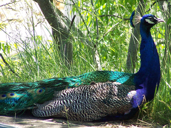 20070609 Toronto Zoo 33