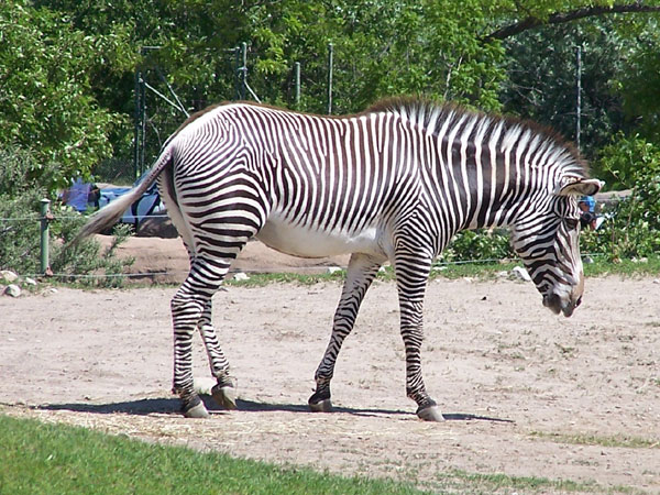 20070609 Toronto Zoo 34