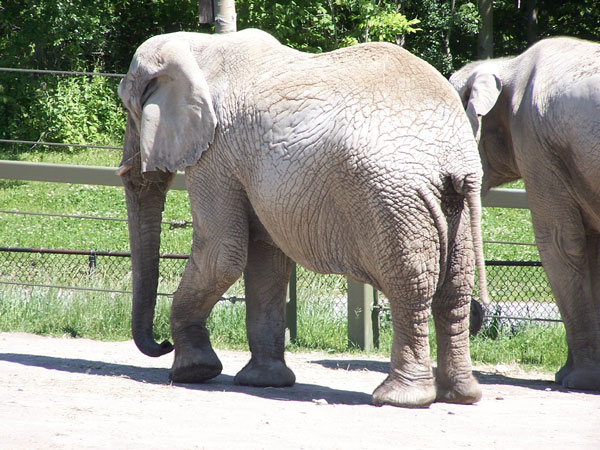20070609 Toronto Zoo 38