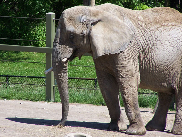 20070609 Toronto Zoo 39