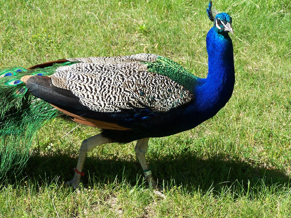 20070609 Toronto Zoo 44