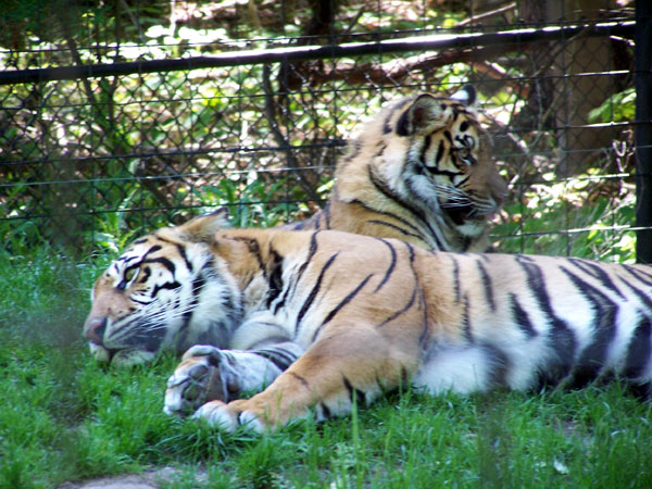 20070609 Toronto Zoo 46