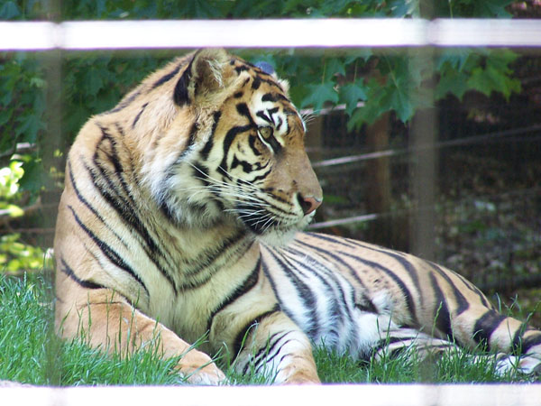 20070609 Toronto Zoo 47