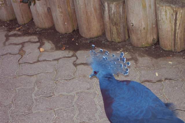 20050618 Toronto Zoo 03