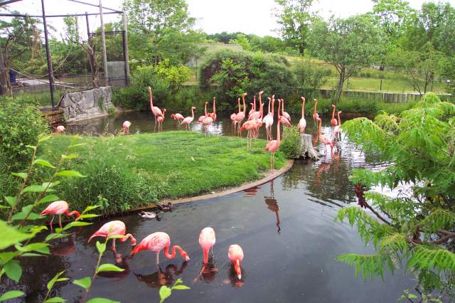20050618 Toronto Zoo 15