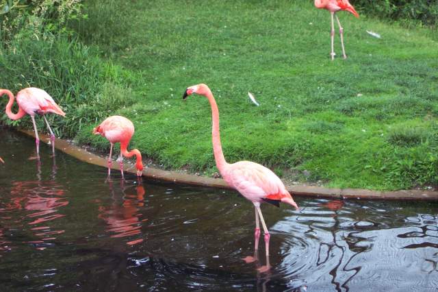 20050618 Toronto Zoo 16