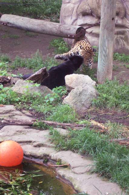 20050618 Toronto Zoo 18