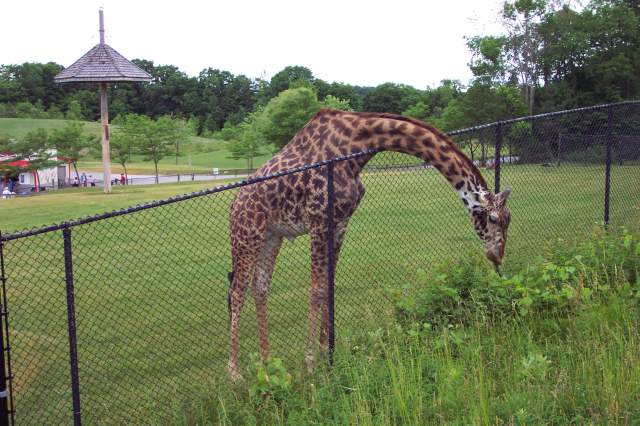 20050618 Toronto Zoo 24