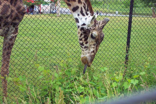 20050618 Toronto Zoo 25