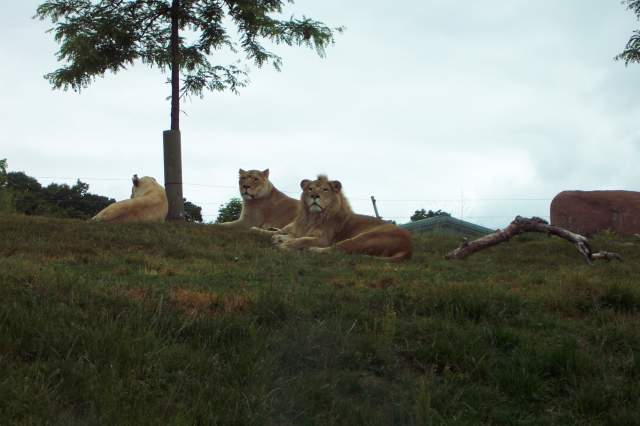 20050618 Toronto Zoo 28