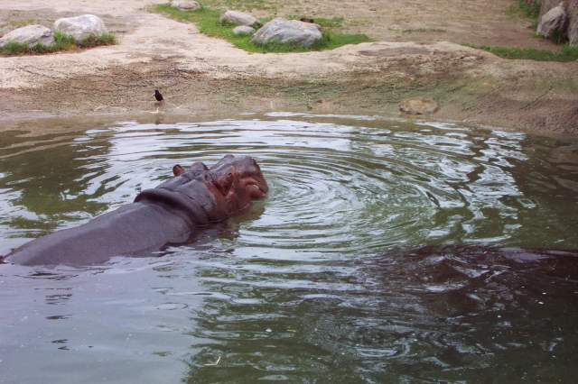 20050618 Toronto Zoo 30