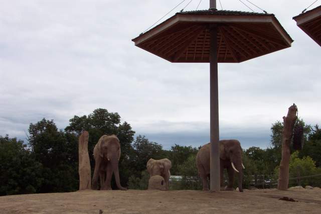 20050618 Toronto Zoo 32