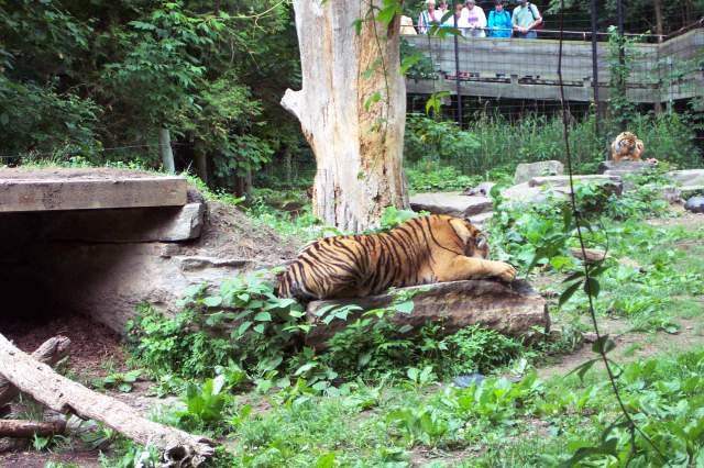 20050618 Toronto Zoo 41