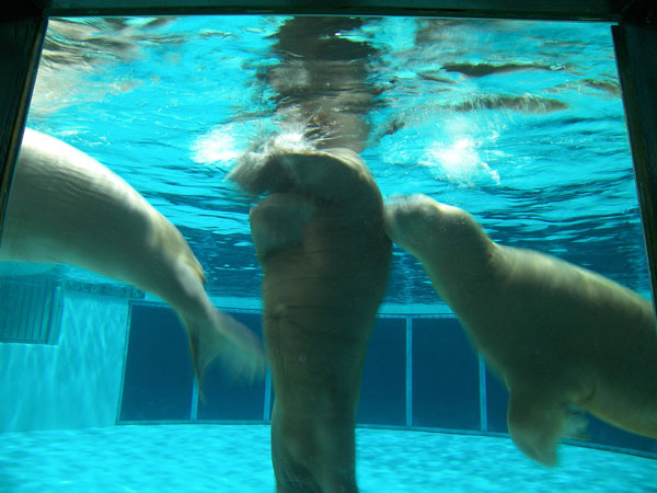 20080721 Trip to Marineland 07