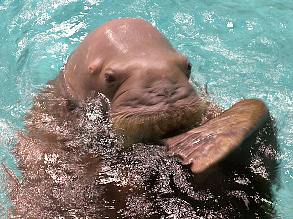 20080721 Trip to Marineland 08