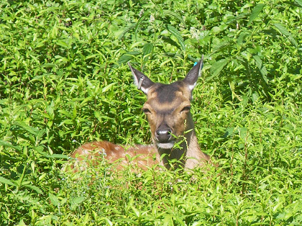 Buckhorn in Summer 2008 081