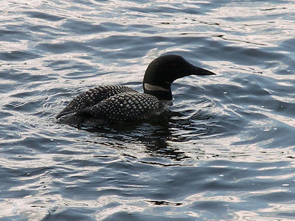 Buckhorn in Summer 2008 113