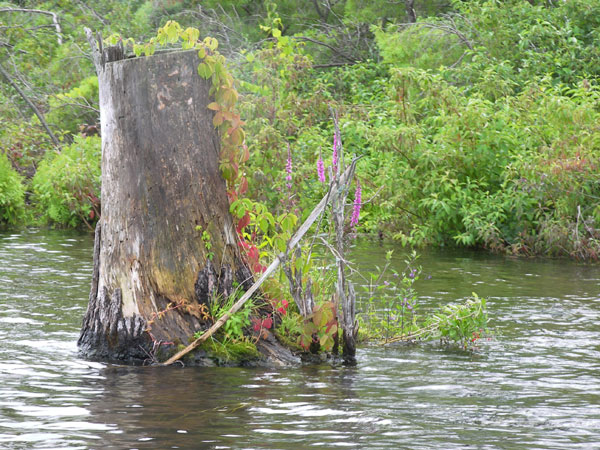 Buckhorn in Summer 2008 130