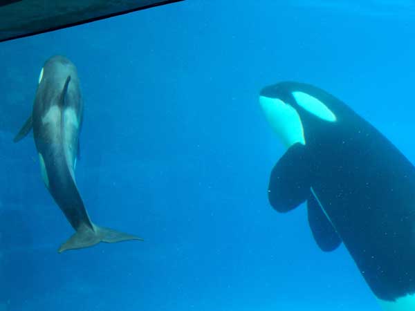 20060828 Trip to Marineland 12