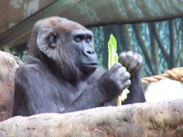 20061014 Trip to Toronto Zoo 31