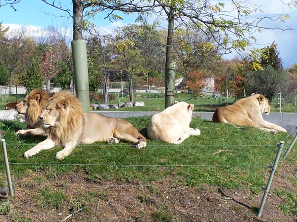 20061014 Trip to Toronto Zoo 49