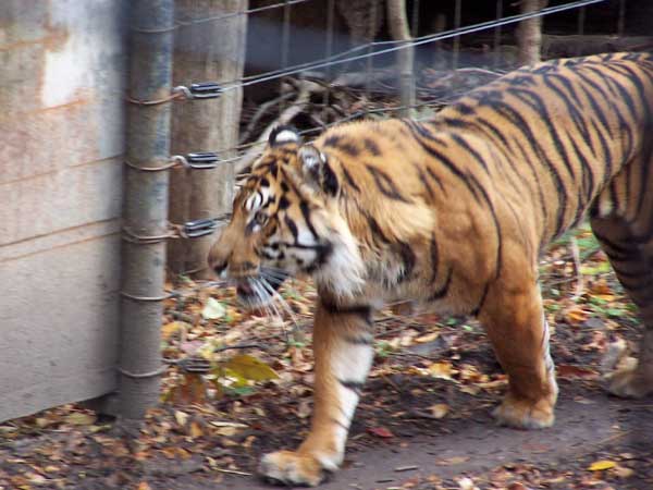 20061014 Trip to Toronto Zoo 62